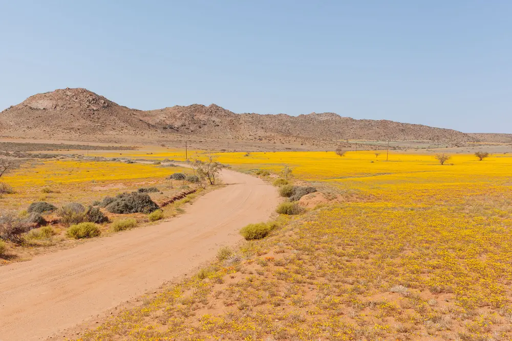A sea of Namaqualand daisies.