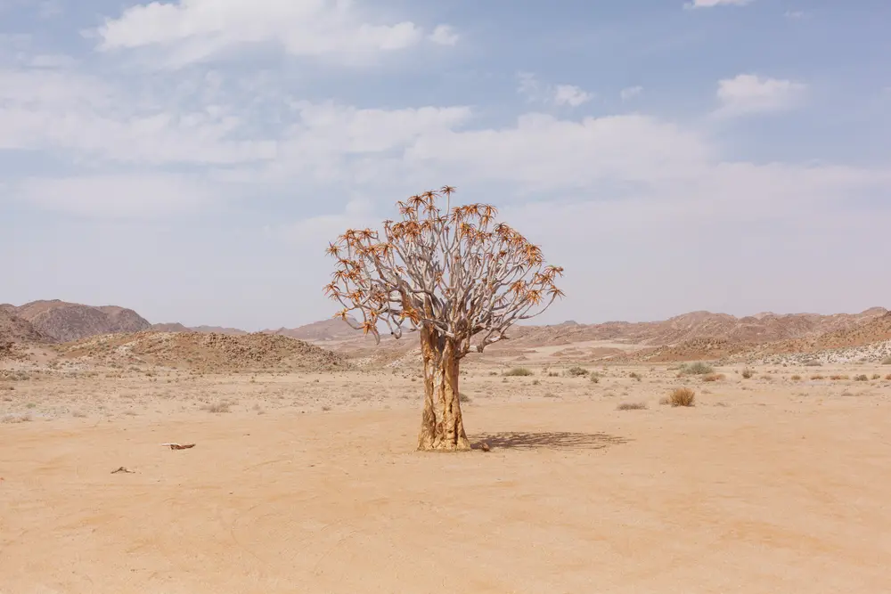 A lonely Quiver tree. The indigenous San people would hollow out the tubular branches to form quivers for their arrows.