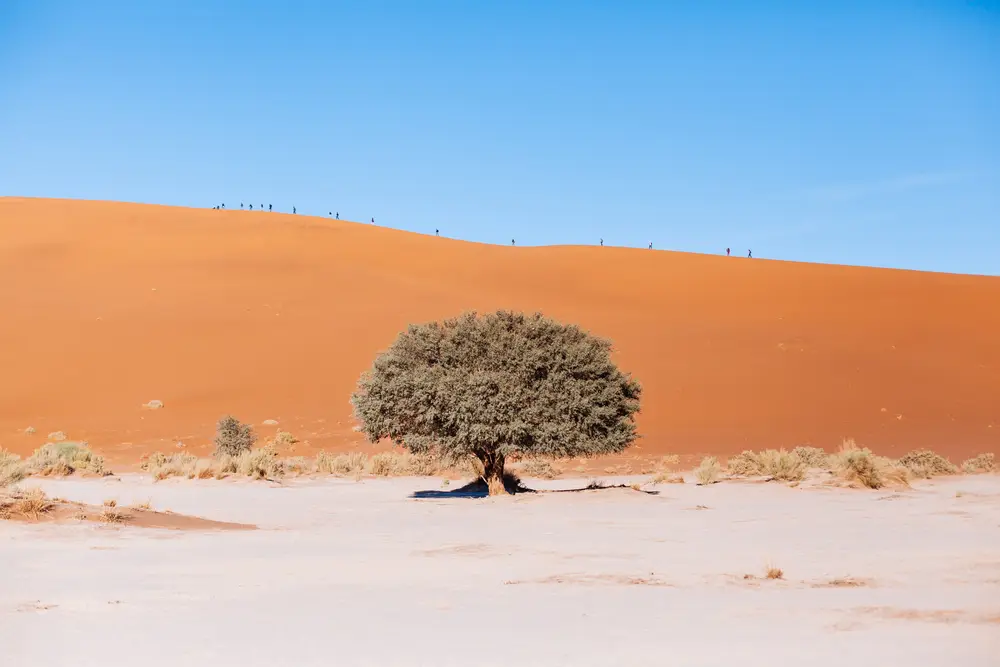 The famous orange dunes of Sossusvlei with an army of tourists making their way up to the top of Big Daddy dune.