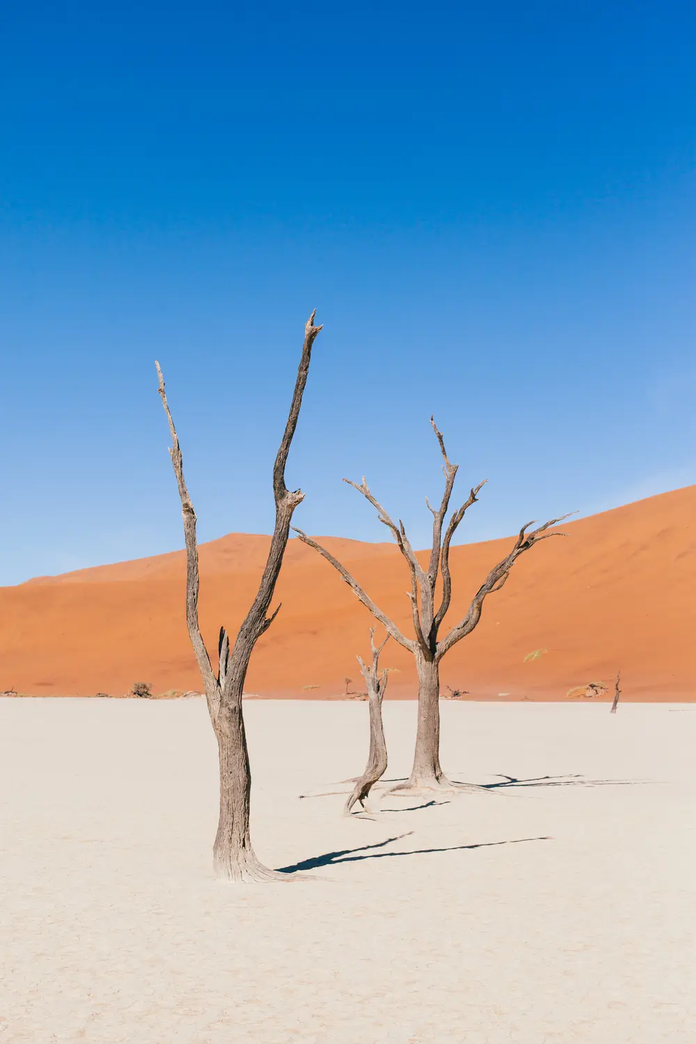 The remaining skeletons of camel thorn trees, which are believed to have died 900 years ago. The intense sun has scorched them black, and because it is so dry the wood doesn’t decompose.
