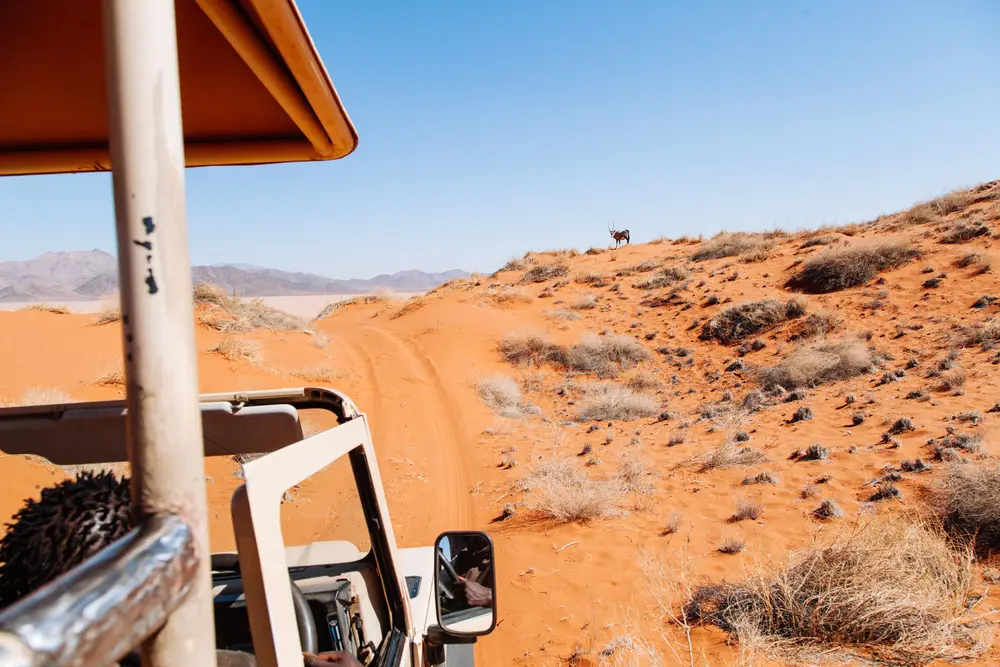 An oryx spotted on the horizon.