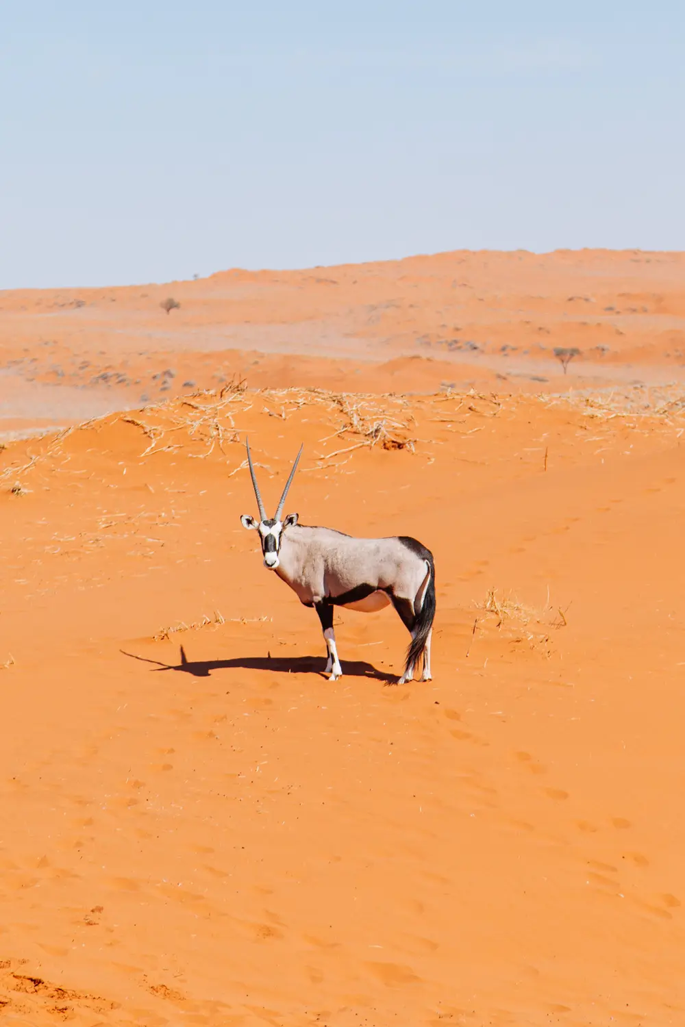 Amazing how these creatures are at home in the dry and arid landscape.