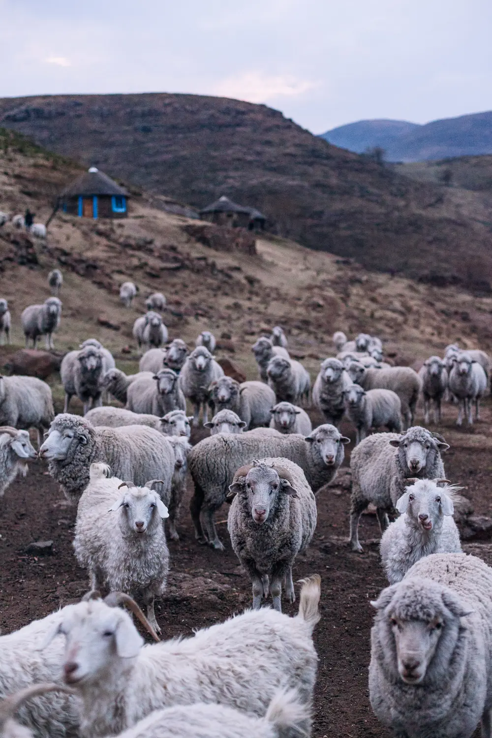 The family's heard waits patiently before being let into their pen for the night