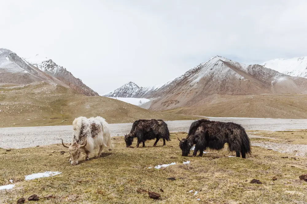 For centuries this route was used by caravans plodding down the Silk Road. Khunjerab means ‘valley of blood’ as local bandits used to take advantage of the terrain to slaughter merchants and plunder their wares.